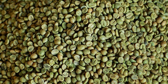 Robusta Coffee